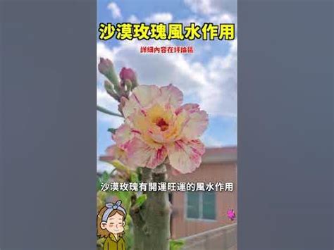 鼻毛 画像 沙漠玫瑰風水